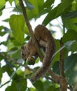 Tree squirrel Paraxerus cepapi sitting eating in a tree, Maun, Botswana