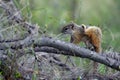 Tree Squirrel (Paraxerus cepapi)