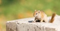 Tree squirrel Paraxerus cepapi on a stone wall