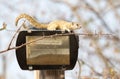 Tree squirrel Paraxerus cepapi