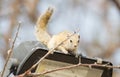 Tree squirrel Paraxerus cepapi