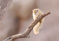 Tree squirrel Paraxerus cepapi