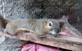 a tree squirrel rests on a log