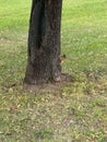 Tree squirrel trunk hid park green