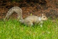A tree squirrel walking through a grass yard Royalty Free Stock Photo