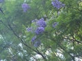 Tree in Srilanka