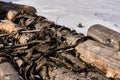 Tree stacked covered with snow in winter. long tree trunk. Snow on logs stacked against trees. Freshly cut tree wooden Royalty Free Stock Photo