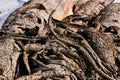 Tree stacked covered with snow in winter. long tree trunk. Snow on logs stacked against trees. Freshly cut tree wooden Royalty Free Stock Photo