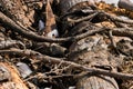 Tree stacked covered with snow in winter. long tree trunk. Snow on logs stacked against trees. Freshly cut tree wooden Royalty Free Stock Photo