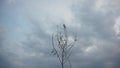 Tree stalk isolated on dark sky background