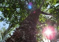 Tree stalk ÃÂrvore Caule Brazil - Jason Ramalho Nascimento Royalty Free Stock Photo