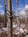 Tree stand Royalty Free Stock Photo
