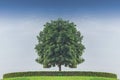 tree standing alone againt blue sky Royalty Free Stock Photo