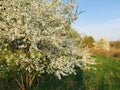 Blooming tree, spring, caet cloud, white, fragrance, wildlife, awakening, sun, beauty, Belarus Royalty Free Stock Photo