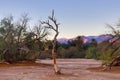 Tree Standing Alone in Death Valley Royalty Free Stock Photo