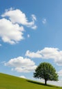 The tree standing alone under the blue sky reflects the elegance of nature with peace and simplicity on the gently sloping lawn Royalty Free Stock Photo
