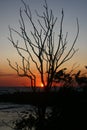 Black tree standing in the sunset