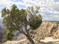 Tree standing at the edge of the majestic Grand Canyon Royalty Free Stock Photo