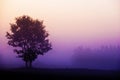 Tree standing in foggy purple sunrise