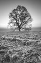 A tree is standing on a frosty meadow