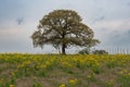 Tree standing on horizon by fence with field of yellow flowers Royalty Free Stock Photo