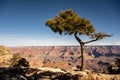 Tree Standing Like an Umbrella On The Edge Of The Grand Canyon Royalty Free Stock Photo