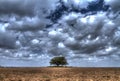 Tree Standing in the middle of a field in front of winter cloudy sky