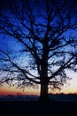 Tree standing silhouetted against the Milky Way Royalty Free Stock Photo