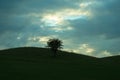 Solitude and loneliness: a tree stands alone in the Phoenix Park as the sun peeps through the clouds