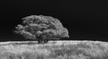 Tree Stands Alone On Ridge In Guadalupe Mountains Royalty Free Stock Photo