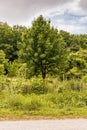 A tree stands in a field of grass. The sky is cloudy and the sun is not visible Royalty Free Stock Photo