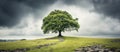 A tree stands tall on a grassy hill under a sky filled with fluffy clouds Royalty Free Stock Photo