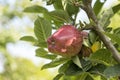 Tree with stark quality apples Royalty Free Stock Photo