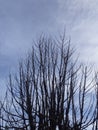 a tree that is starting to dry up but is still standing strong.