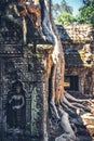 A tree starts to take over the ruins at Angkor Thom in Cambodia Royalty Free Stock Photo
