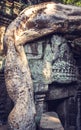 A tree starts to take over the ruins at Angkor Thom in Cambodia Royalty Free Stock Photo