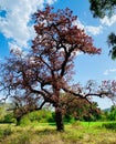 The Tree Steel Stay in the India village chirwa