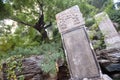 Tree and stele where the last emperor of the Ming Dynasty, Chongzhen, hanged himself in Jingshan Park, Beijing, China.