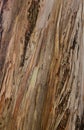 Tree stem texture natural background. Royalty Free Stock Photo