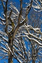 Tree stems with snow