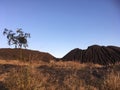 The tree in the steppe near the black mountain, autumn time.