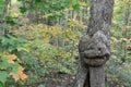 Tree Stock Photos. Tree with smiling human face in nature with a majestic illusion in forest, a rarity and amazing phenomena.