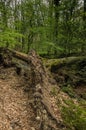 Fallen tree in the forest