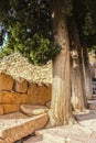 Tree and stone - Pine tree roots grow underneath and break stone gutter beside rustic stairs - closeup