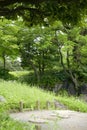 Tree, stone road in Japanese zen garden