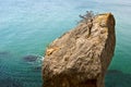 Tree on a stone in a sea Royalty Free Stock Photo