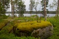 Tree on the stone