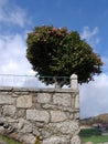 Tree and stone wall