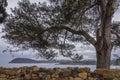 Tree on a stone wall at the bottom of the sea Royalty Free Stock Photo