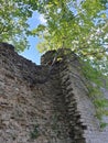 Tree from a stone wall. Life breaks through obstacles.